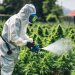 The Ripple Effect of Ignorance on the Safety Standards in the Legal Cannabis Sector width=