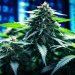 European Cannabis Start-ups Eye US IPOs Amid Regulatory Shifts width=