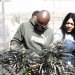 Zimbabwe Poised to Capitalize on Booming Global Cannabis Market width=