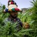 Morocco's Legal Cannabis Cultivation Expands, Cutting into Illicit Trade width=