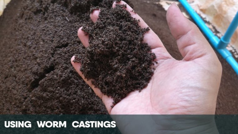 Using Worm Castings in Your Cannabis Grow