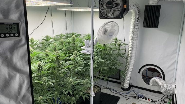 Adding Ventilation to a Cannabis Grow Room