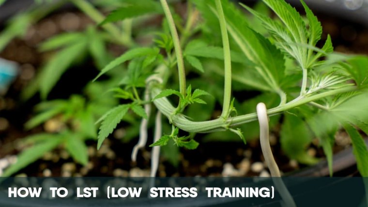 How to LST (Low Stress Training)