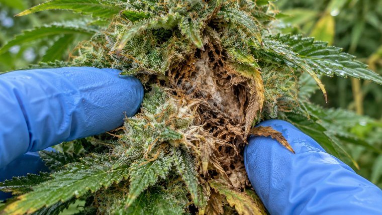 Bud Rot on Cannabis: Identify, Prevent and Salvage