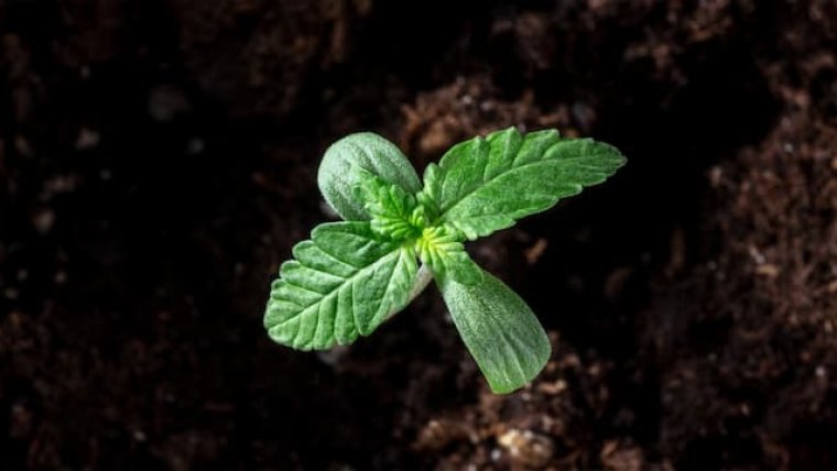 Beginners Guide to Growing Cannabis