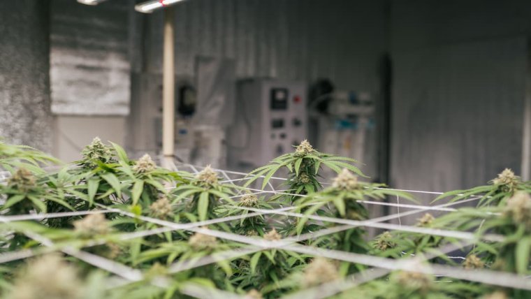 What Range Should I Maintain for My Cannabis Growroom Humidity and Temperature?