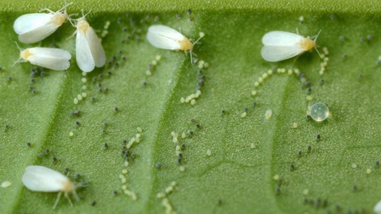 How to Kill Whiteflies on Cannabis Plants