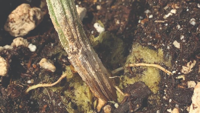 Pythium Root Rot