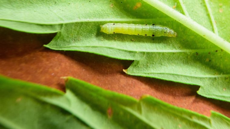 How can I control Caterpillars?