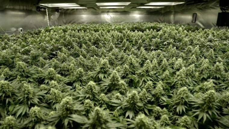The Sea of Green Method for Cannabis