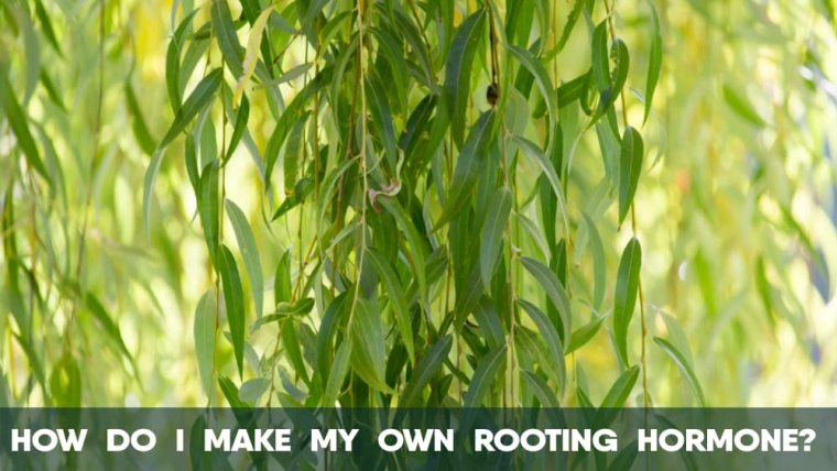 How do I make my own Rooting hormone?