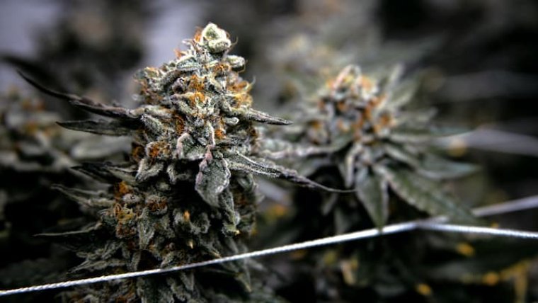 The Ultimate Cannabis Guide for Absolute Beginners