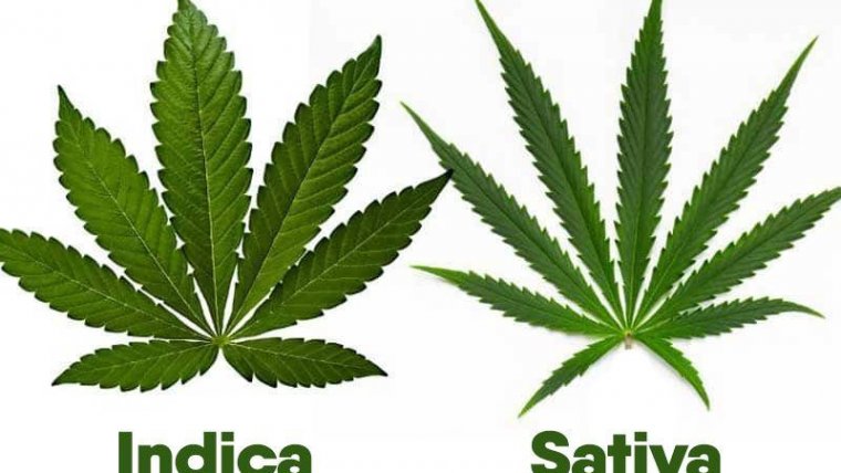 The Differences Between Indica vs Sativa Cannabis Strains