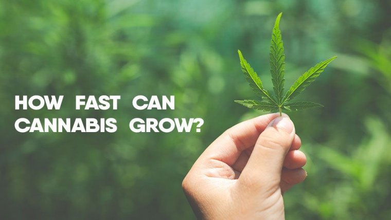 Growing Cannabis Quickly - How Fast Can Weed Grow?