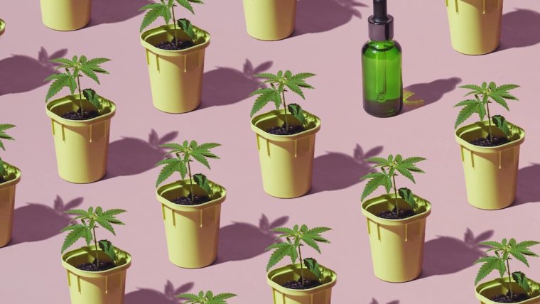 CBD: Ancient Medicine to Modern Miracles