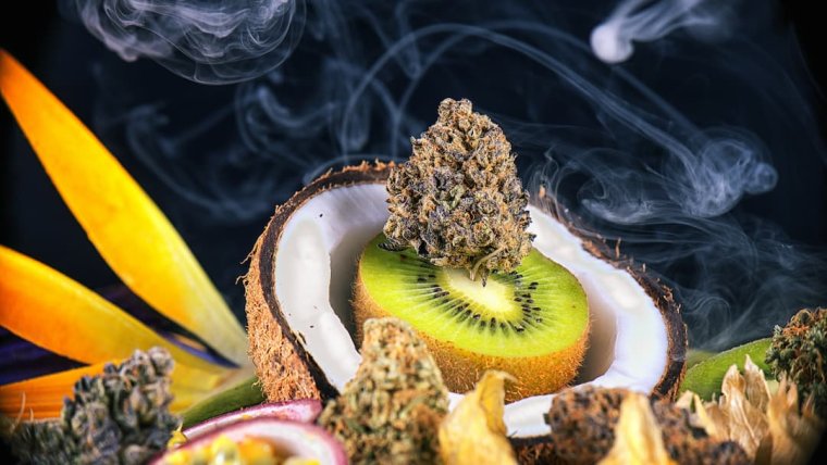 Terpenes: How These Mighty Molecules Shape Your Medical Cannabis Experience