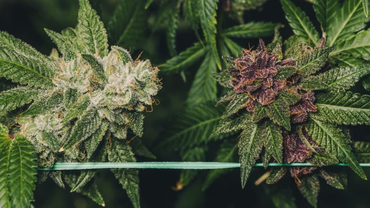 Cannabis Crossbreeding Chronicles: Your Guide to Designing Exceptional Strains