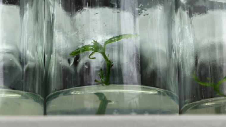 Cannabis Cloning: Dive into the World of Tissue Culture Propagation