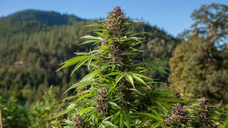 Outdoor Cannabis Cultivation: Tips for Finding the Right Strain