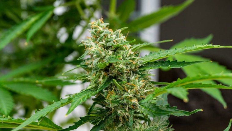 Autoflowering Cannabis Breeding 101: Tips, Tricks, and Insider Secrets Revealed