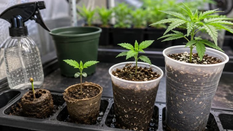 Cannabis Seedling Care: The First Three Weeks