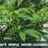 Smokinrav's simple water-cloning method