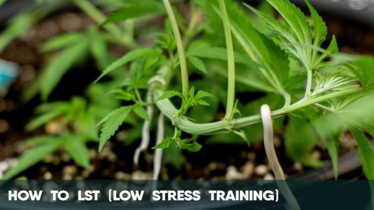 How to LST (Low Stress Training)
