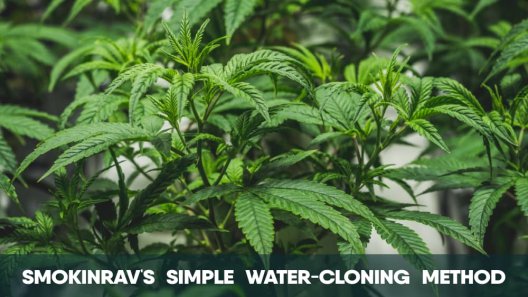 Smokinrav's simple water-cloning method
