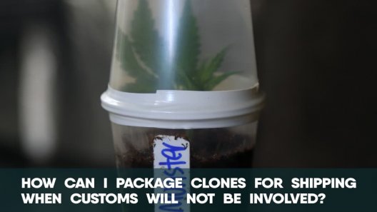 How can I package clones for shipping when customs will not be involved?