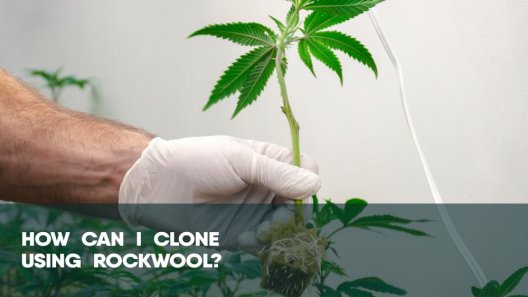 How can I clone using rockwool?