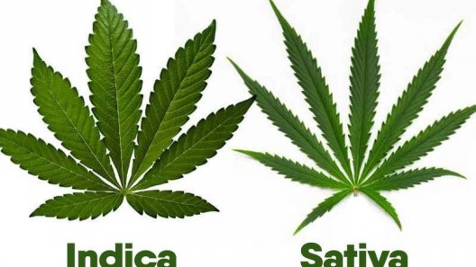 The Differences Between Indica vs Sativa Cannabis Strains