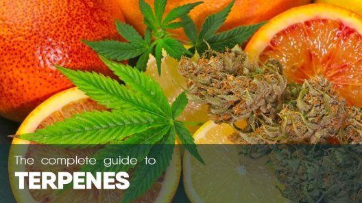 Complete Guide to Cannabis Terpenes