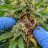 Bud Rot on Cannabis: Identify, Prevent and Salvage