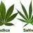 The Differences Between Indica vs Sativa Cannabis Strains
