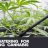 The Beginners Guide To Auto Watering Cannabis