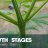 Weed Plant Stages - What Does Cannabis Look Like Week by Week?