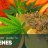 Complete Guide to Cannabis Terpenes