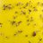 How to Get Rid of Fungus Gnats on Cannabis Plants