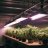 PPFD and DLI for Cannabis: Light Intensity and Height by Stage
