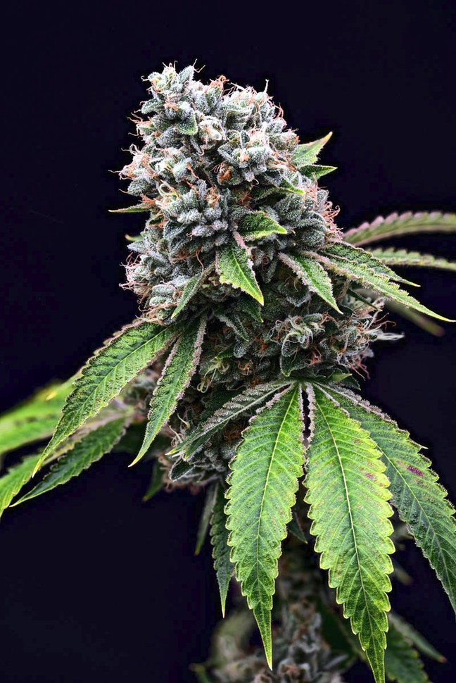 Headband