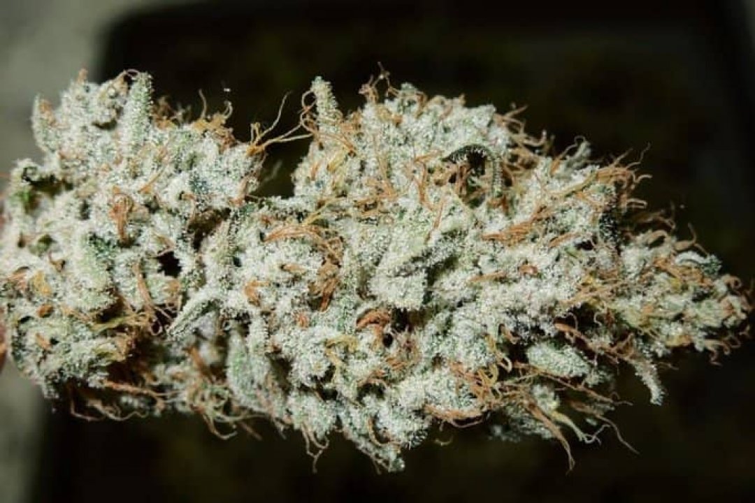 Let's See Your Frostiest Flowers