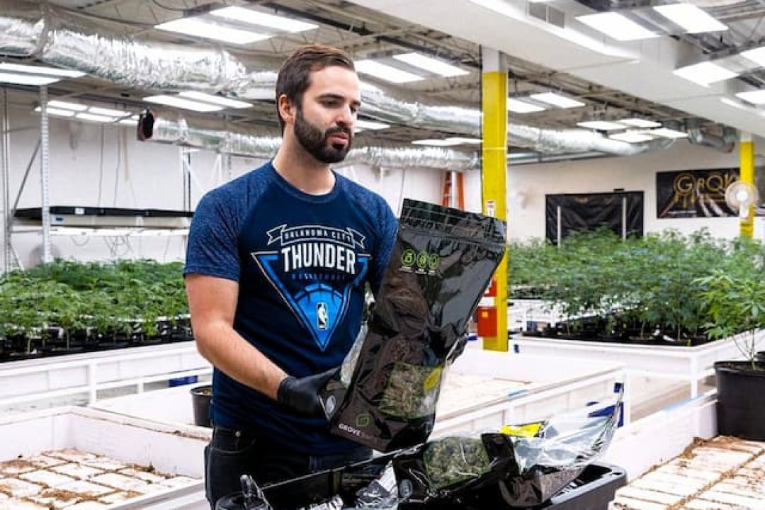 Transform your cannabis curing with grovebags terploc