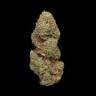 Champagne Kush