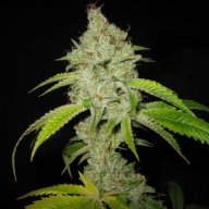 White Fire OG