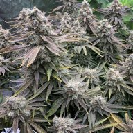 Island Sweet Skunk