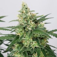 Blue Mystic