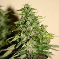 NYC Diesel