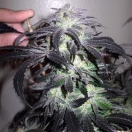 Orange Kush