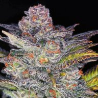 Blueberry Headband