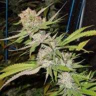 Dutch Treat